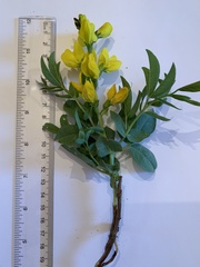 Thermopsis divaricarpa