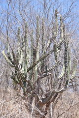 Stenocereus montanus