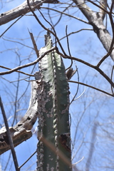 Stenocereus montanus