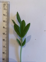 Thermopsis divaricarpa