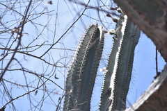 Stenocereus montanus