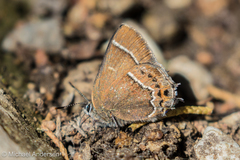 Callophrys spinetorum