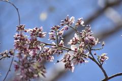 Lonchocarpus guatemalensis