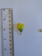 Thermopsis divaricarpa
