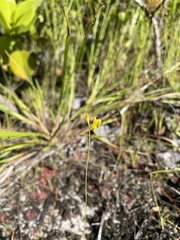 Utricularia juncea