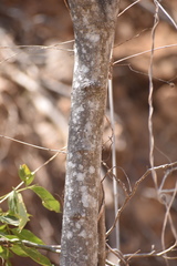 Lonchocarpus guatemalensis
