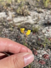 Utricularia juncea