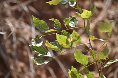 Lonchocarpus guatemalensis