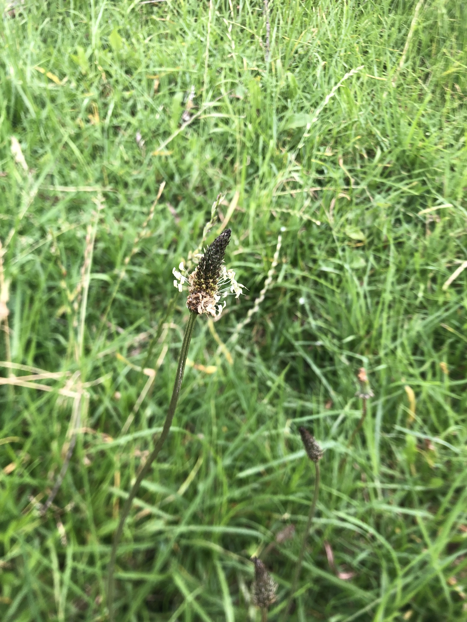 Plantago image