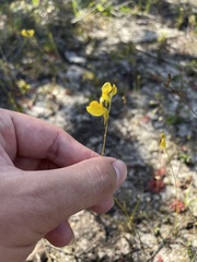 Utricularia juncea