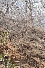 Lonchocarpus guatemalensis
