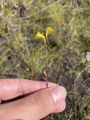 Utricularia juncea