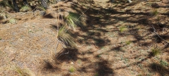 Pituophis deppei