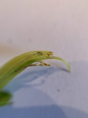 Thermopsis divaricarpa