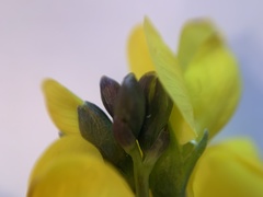 Thermopsis divaricarpa