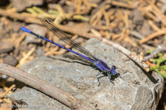 Argia funebris