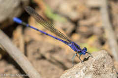 Argia funebris