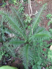 Neoblechnum brasiliense