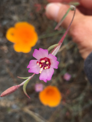 Clarkia franciscana