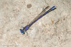 Argia funebris