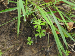 Hydrocotyle paludosa