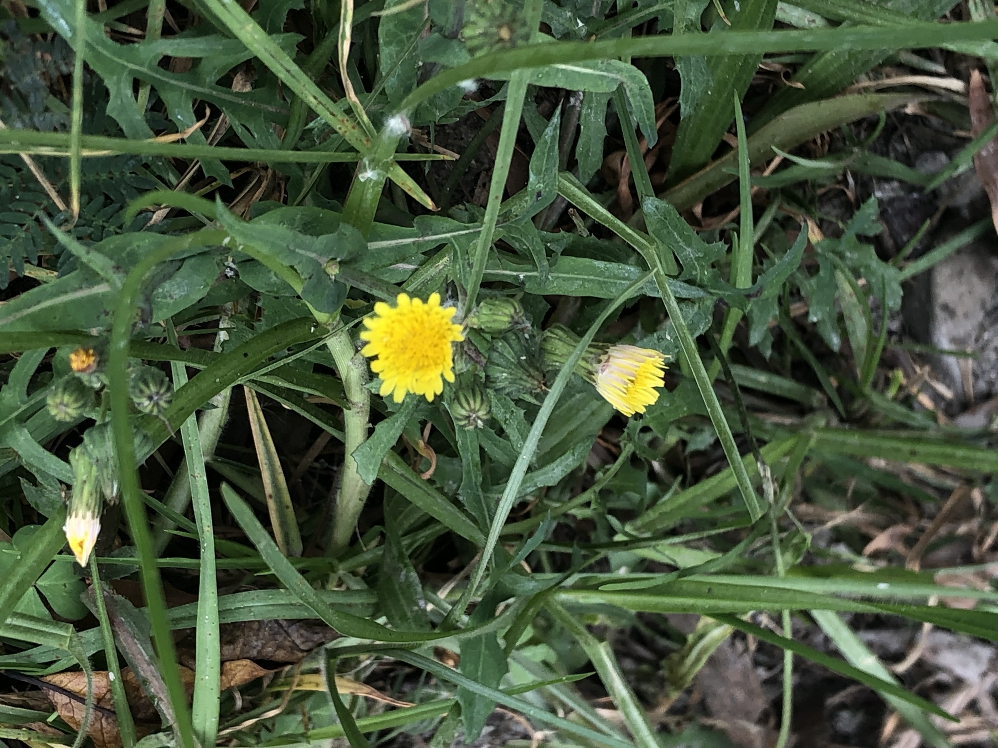 Sonchus oleraceus image