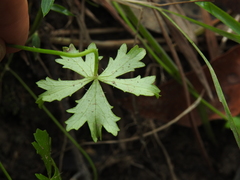 Hydrocotyle paludosa
