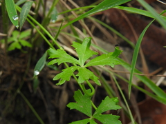 Hydrocotyle paludosa