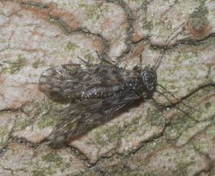 Philotarsidae