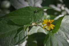 Asteraceae