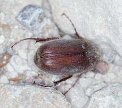 Holochelus