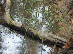 Triglochin multifructa