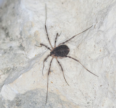 Eumesosoma