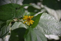 Asteraceae