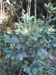 Guarea macrophylla