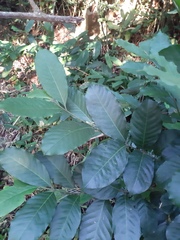 Guarea macrophylla