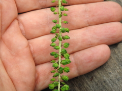 Triglochin multifructa