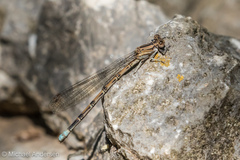 Argia funebris