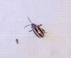 Kuschelina miniata