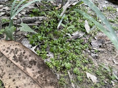 Micranthemum umbrosum