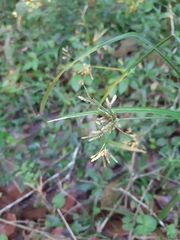 Cyperus laxus