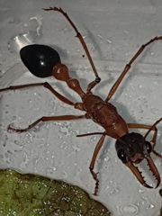 Myrmecia desertorum