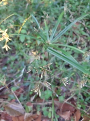 Cyperus laxus