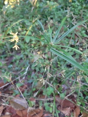 Cyperus laxus