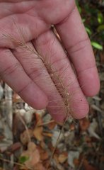 Setaria macrosperma