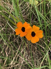 Thunbergia alata image