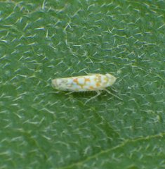 Protalebra nexa