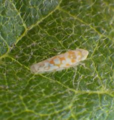Protalebra nexa