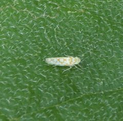 Protalebra nexa