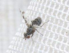 Pseudotephritis corticalis